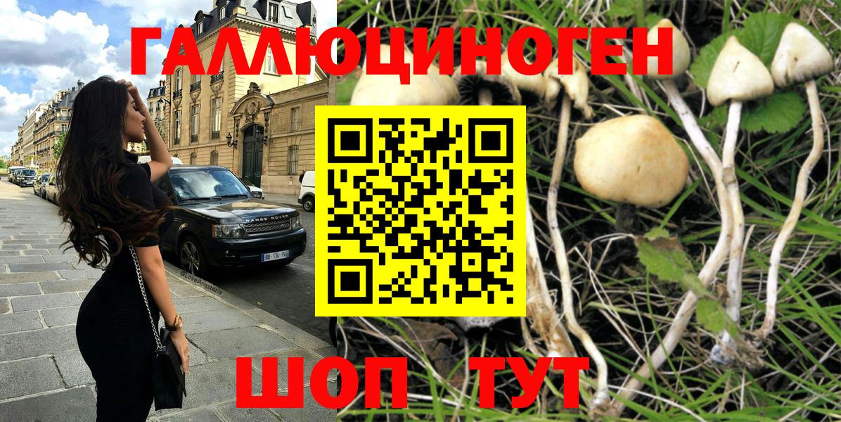 Старая Купавна  Псилоцибиновые грибы MAGIC MUSHROOMS  Вход с VPN 